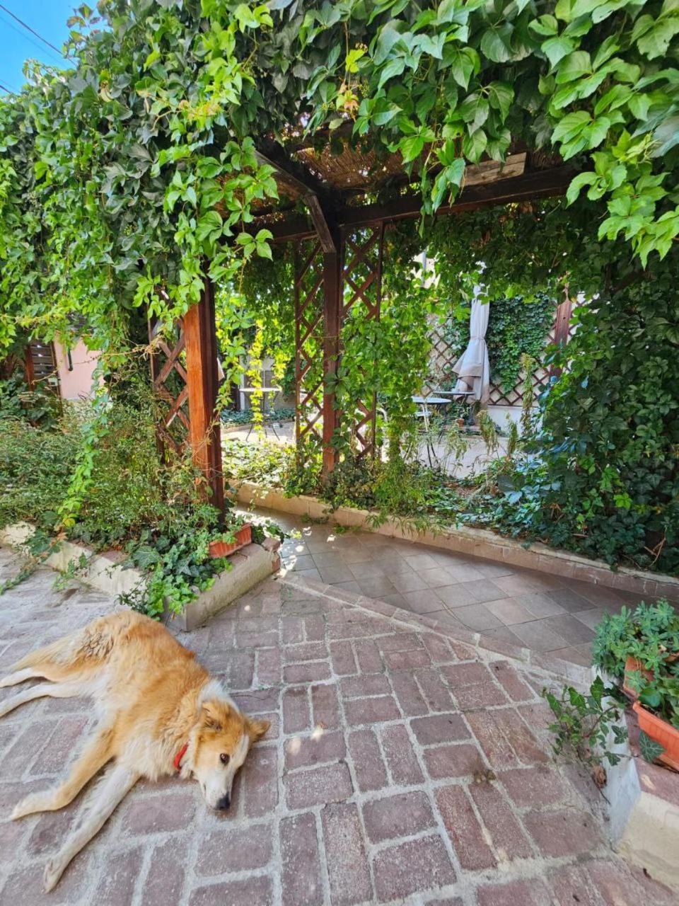 Vila Flavia B&B Constanta Ngoại thất bức ảnh
